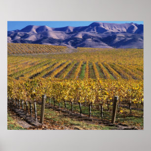 Californië, San Luis Obispo County, Edna Valley Poster