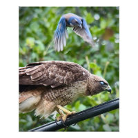 Californië scrub jay aanvallen roodstaarthavik