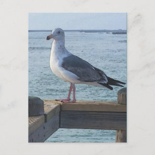 Californië Seagull Briefkaart