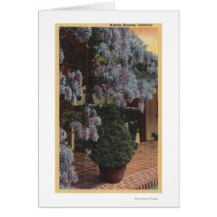 Californië-Wisteria-Plant in Bloom