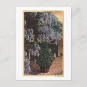 Californië-Wisteria-Plant in Bloom Briefkaart