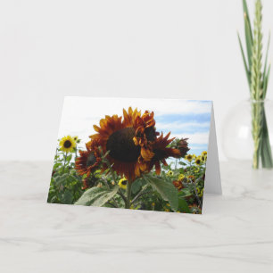 Californië Zonnebloemen Kaart