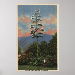CaliforniëCentury-Plant in Bloom Poster