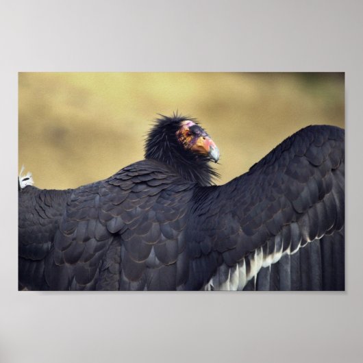 Californische condor poster (Voorkant)