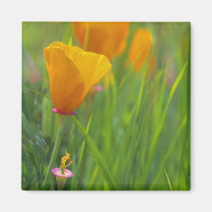 Californische gouden papavers in een groen veld magneet