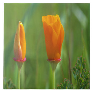 Californische gouden papavers in een groen veld tegeltje