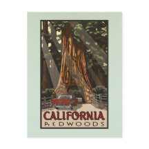  Californische kustmammoetreizen