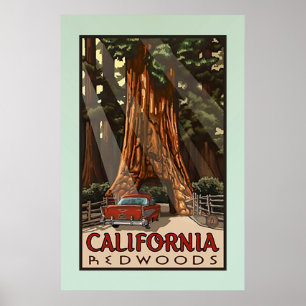  Californische kustmammoetreizen Poster