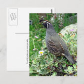 Californische kwartel briefkaart (Voorkant / Achterkant)