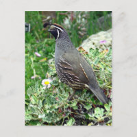 Californische kwartel