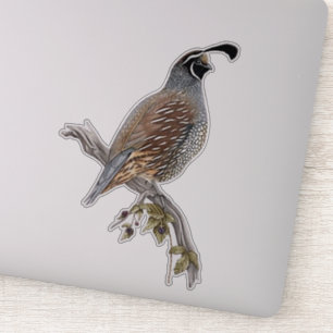 Californische kwartel sticker