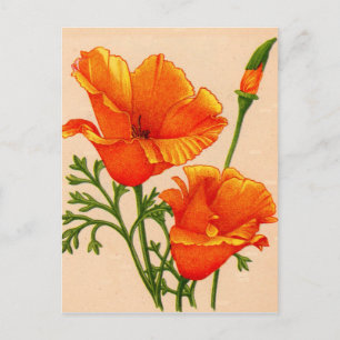 Californische papaver in het sinaasappel briefkaart