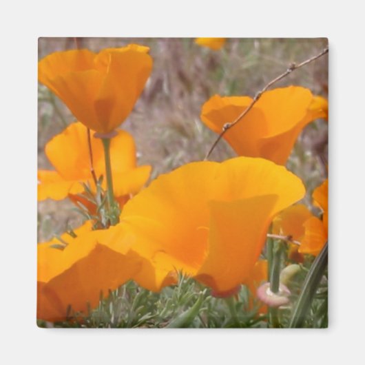 Californische papavermagneet magneet (Voorkant)