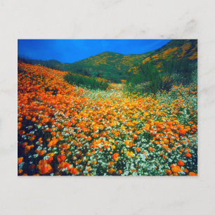 Californische papavers en popcorn-bloemen briefkaart