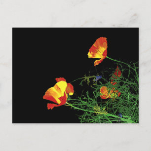 Californische poppies op zwart briefkaart