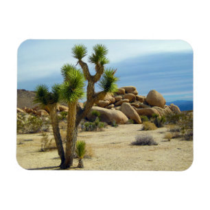 Californische woestijn Succulents, Rocks & Clear S Magneet
