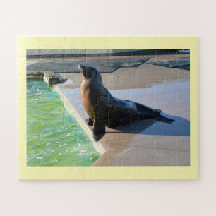 Californische zee leeuw legpuzzel