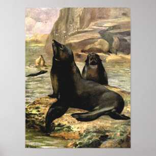 Californische Zee Lions door CE Swan Poster
