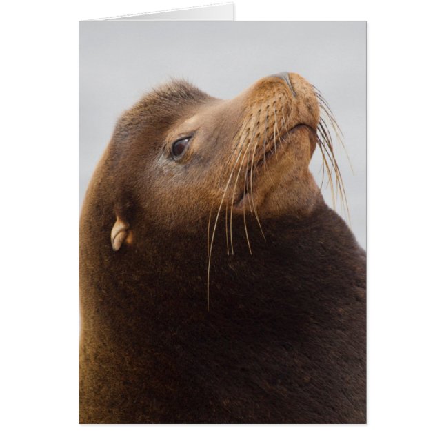 Californische zeeleeuw (Voorkant)