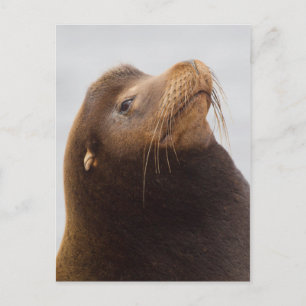 Californische zeeleeuw briefkaart