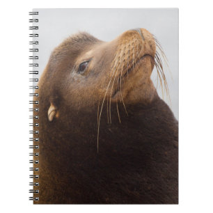 Californische zeeleeuw notitieboek