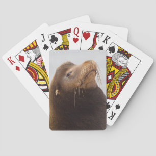 Californische zeeleeuw pokerkaarten