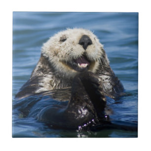 Californische zeeotter (Enhydra lutris) verzorgt z Tegeltje