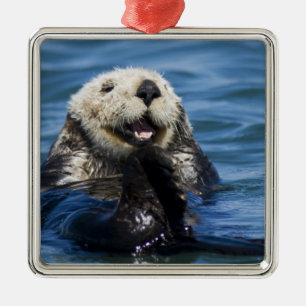 Californische Zeeotter Enhydra lutris) verzorgt zi Metalen Ornament