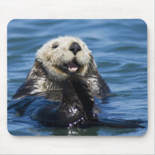 Californische zeeotter Enhydra lutris) verzorgt zi Muismat