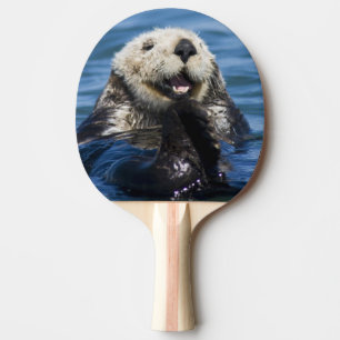 Californische Zeeotter Enhydra lutris) verzorgt zi Tafeltennisbatje