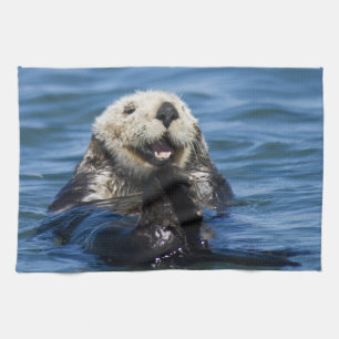 Californische zeeotter Enhydra lutris) verzorgt zi Theedoek