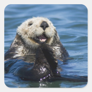 Californische zeeotter Enhydra lutris) verzorgt zi Vierkante Sticker