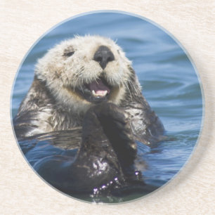 Californische zeeotter Enhydra lutris) verzorgt zi Zandsteen Onderzetter