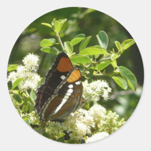 Californische zuster Butterfly in Yosemite Ronde Sticker