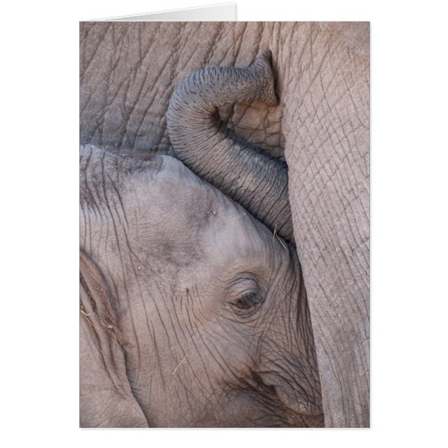 Câlins de bébé éléphant (Devant)