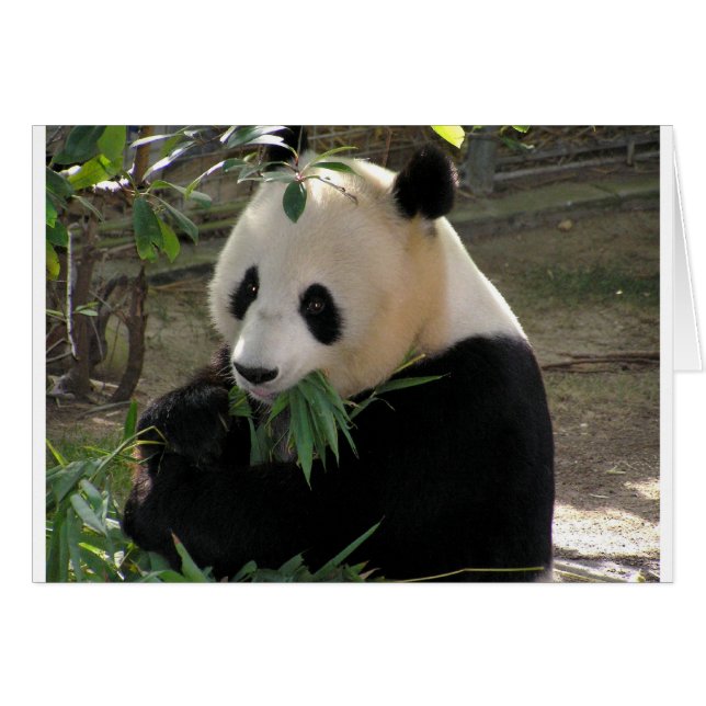 Câlins d'ours Panda (Devant horizontal)
