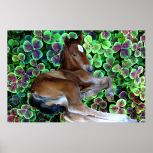 CALISTA IN CLOVER Poster