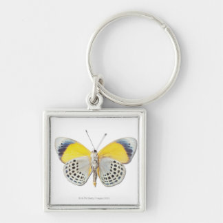 Calithea davisi sleutelhanger