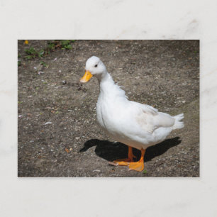 Call duck briefkaart