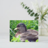 Call Duck Drake Briefkaart (Staand voorkant)