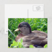 Call Duck Drake Briefkaart (Voorkant / Achterkant)