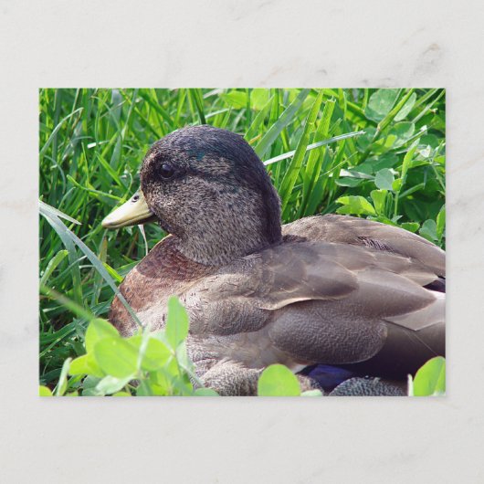 Call Duck Drake Briefkaart (Voorkant)