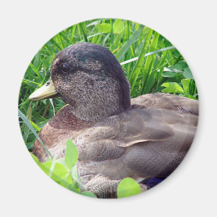Call Duck Drake Magneet