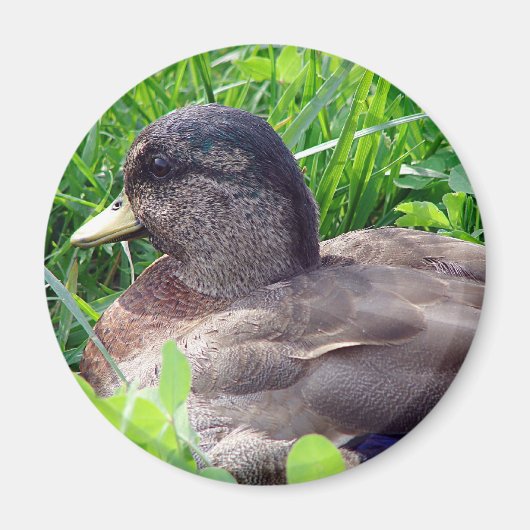 Call Duck Drake Magneet (Voorkant)