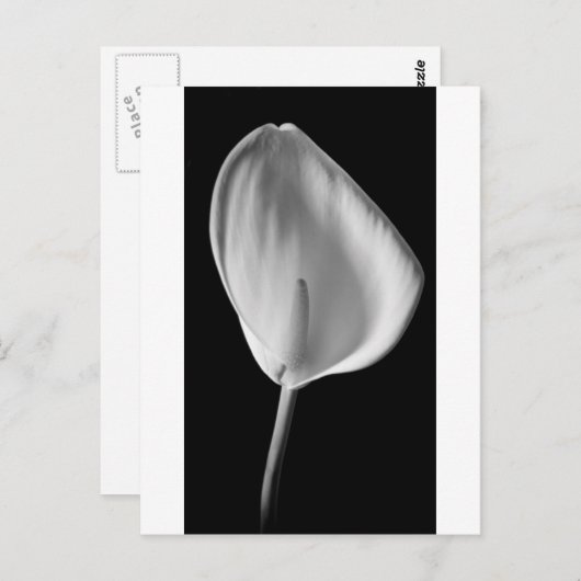 Calla #2 briefkaart (Voorkant / Achterkant)