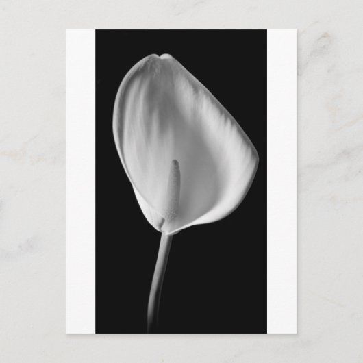 Calla #2 briefkaart (Voorkant)