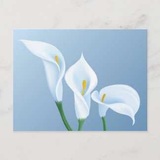 Calla bloemen briefkaart