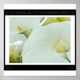 Calla_Cambrure Poster