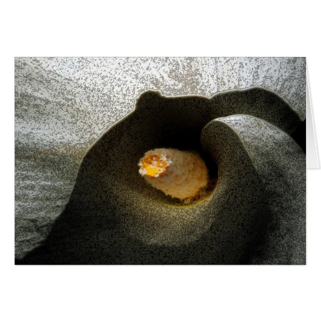 Calla Closeup (Devant horizontal)