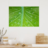 Calla leaf met dauwdruppels close-up poster (Keuken)